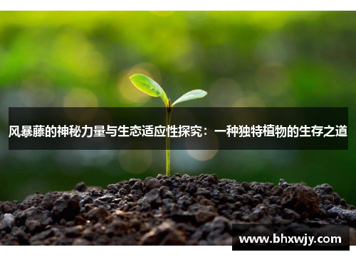 风暴藤的神秘力量与生态适应性探究：一种独特植物的生存之道
