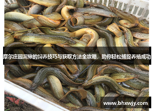 摩尔庄园泥鳅的饲养技巧与获取方法全攻略，助你轻松捕捉养殖成功